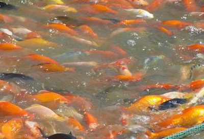 養(yǎng)殖觀賞魚的前景與產(chǎn)業(yè)發(fā)展及水質(zhì)改良劑研發(fā)探討