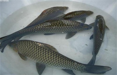 鯉魚高產(chǎn)高效養(yǎng)殖技術詳解