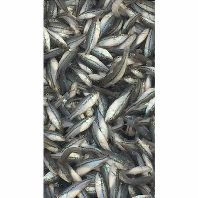 華杰加州鱸魚 優(yōu)質(zhì)水產(chǎn)養(yǎng)殖與實用養(yǎng)殖技術解析