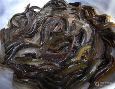 湖北“中農10號”泥鰍 以品質為核，以科技為翼，為市場注入鮮活力量