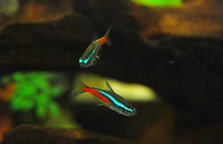 霓虹燈魚養殖全攻略 從新手到高手的實用技巧