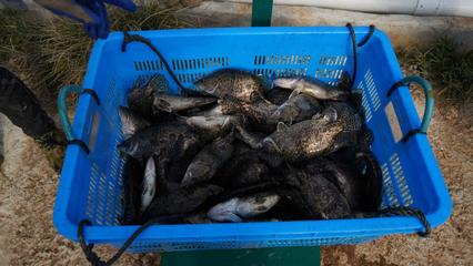 “游進(jìn)”全產(chǎn)業(yè)鏈 歙縣集約化養(yǎng)殖鱖魚(yú)肥美上市