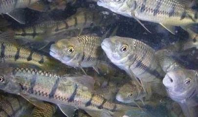 石斑魚(yú)養(yǎng)殖環(huán)境核心要素與四大養(yǎng)殖模式解析，兼論水質(zhì)改良劑研發(fā)的重要性