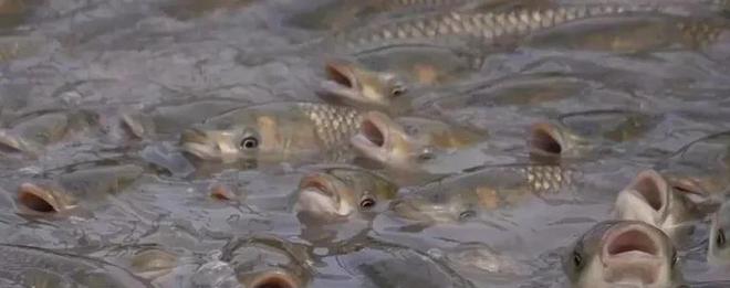 養(yǎng)魚(yú)投餌量控制 以精準(zhǔn)喂養(yǎng)節(jié)省成本、提升產(chǎn)量、增加效益