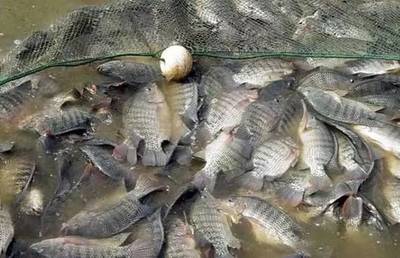 水質改良劑研發大佬，30畝魚塘年入40萬，揭秘“富養”羅非魚的致富經