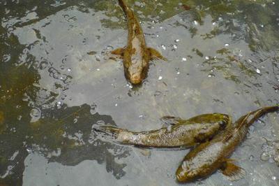 筍殼魚(yú)高效養(yǎng)殖技術(shù)要點(diǎn)與水質(zhì)管理優(yōu)化策略